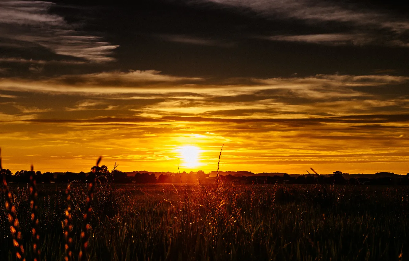 Photo wallpaper the sky, grass, the sun, clouds, sunset, stem, horizon, the bushes