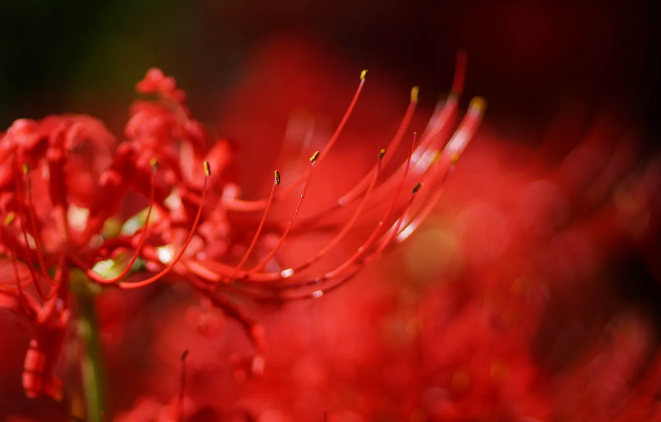 Photo wallpaper flower, macro, red, blur, radiata, Lycoris