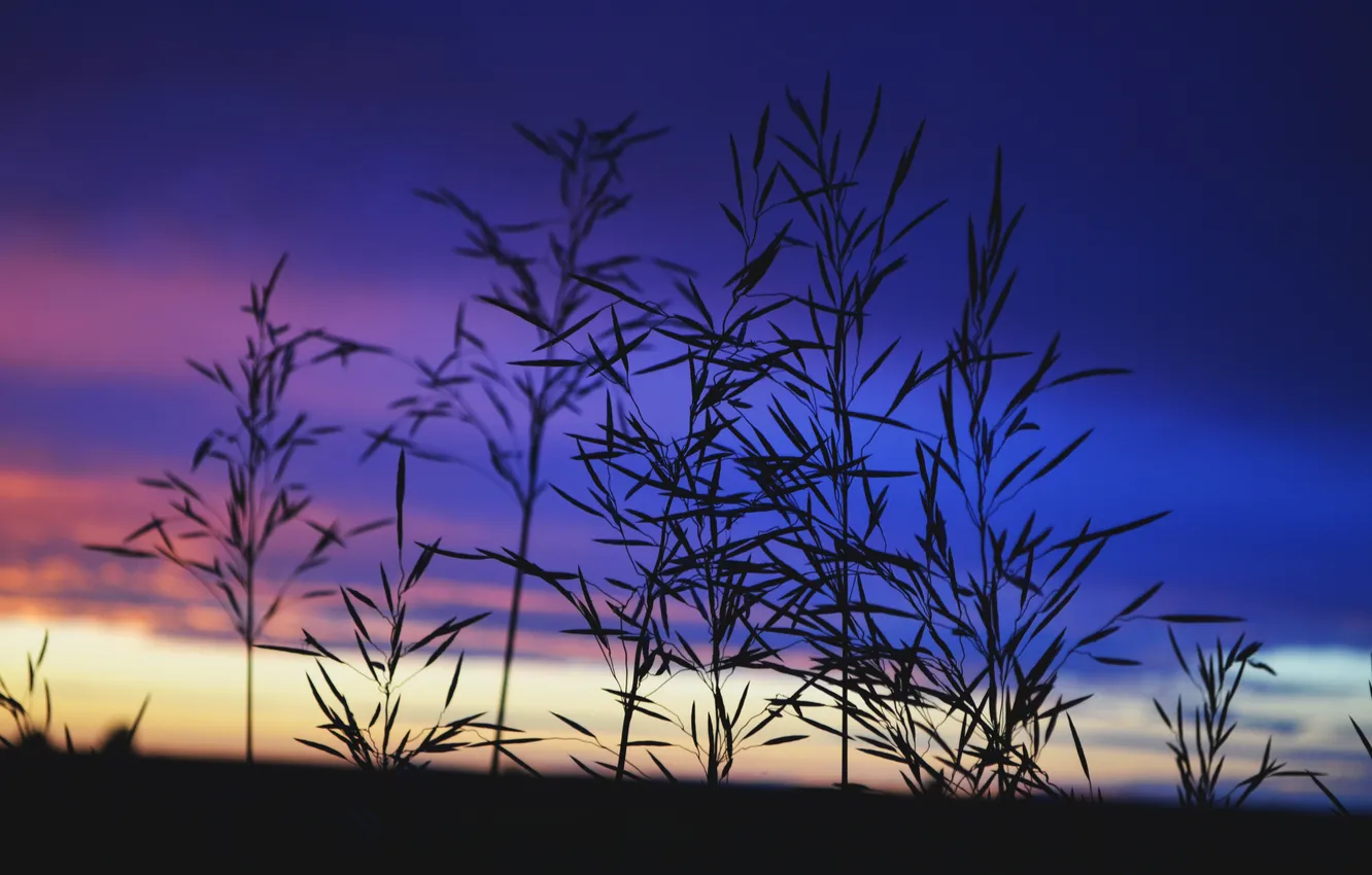 Photo wallpaper the sky, grass, sunset, Macro, silhouette