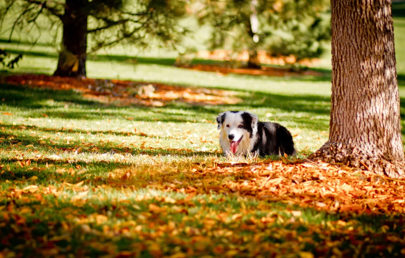 Photo wallpaper autumn, Park, each, dog