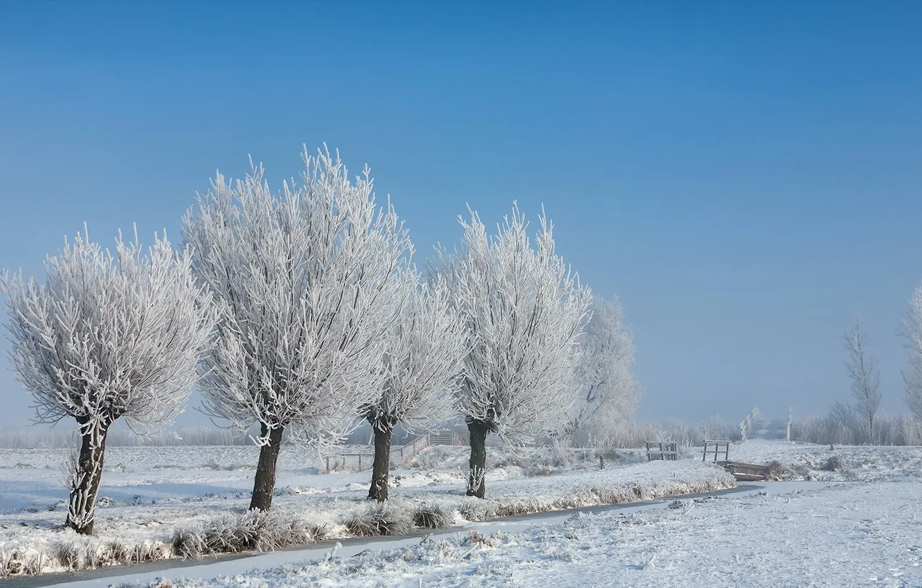 Photo wallpaper winter, field, snow, trees