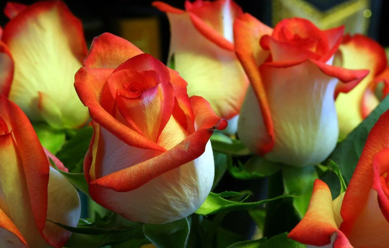 Photo wallpaper roses, beauty, buds