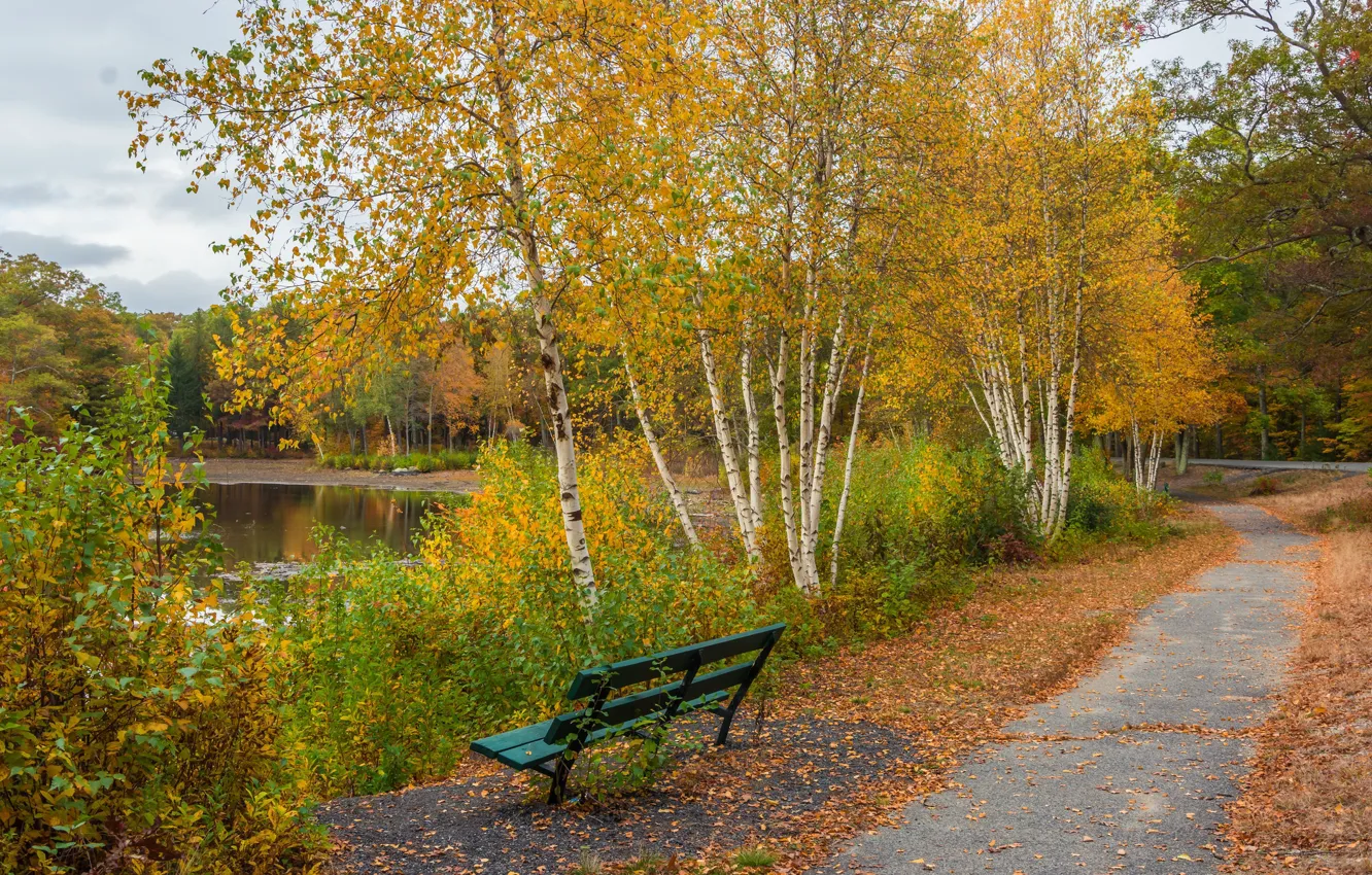 Photo wallpaper autumn, trees, nature, Park