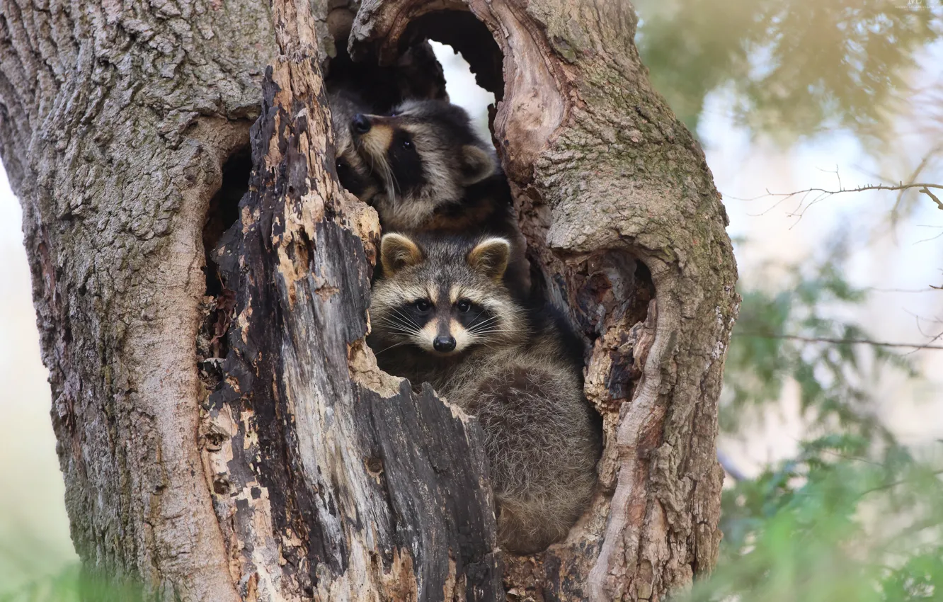 Photo wallpaper trees, raccoon, the hollow