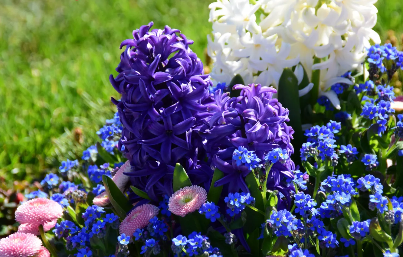 Photo wallpaper forget-me-nots, hyacinths, Daisy