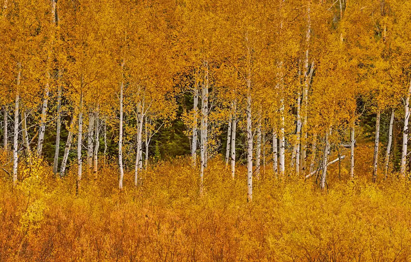 Photo wallpaper autumn, leaves, trees, Wyoming, USA, Grand Teton National Park, aspen