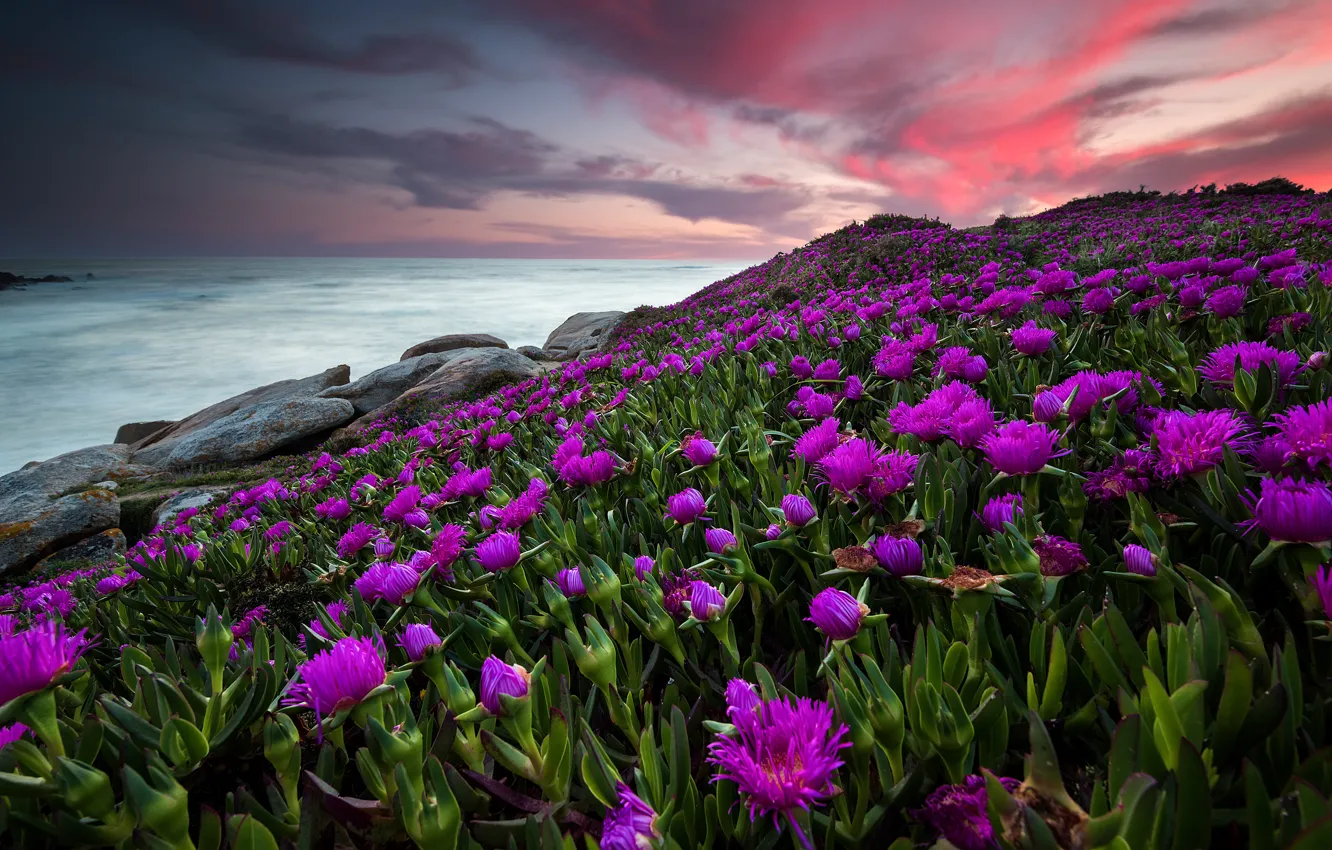 Photo wallpaper sea, the sky, clouds, sunset, flowers, stones, thickets, shore