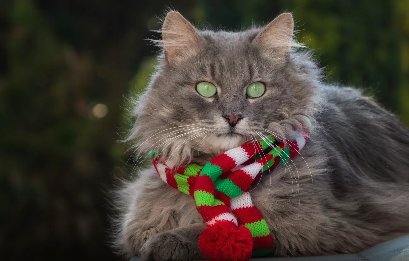 Photo wallpaper cat, cat, look, comfort, background, scarf, grey