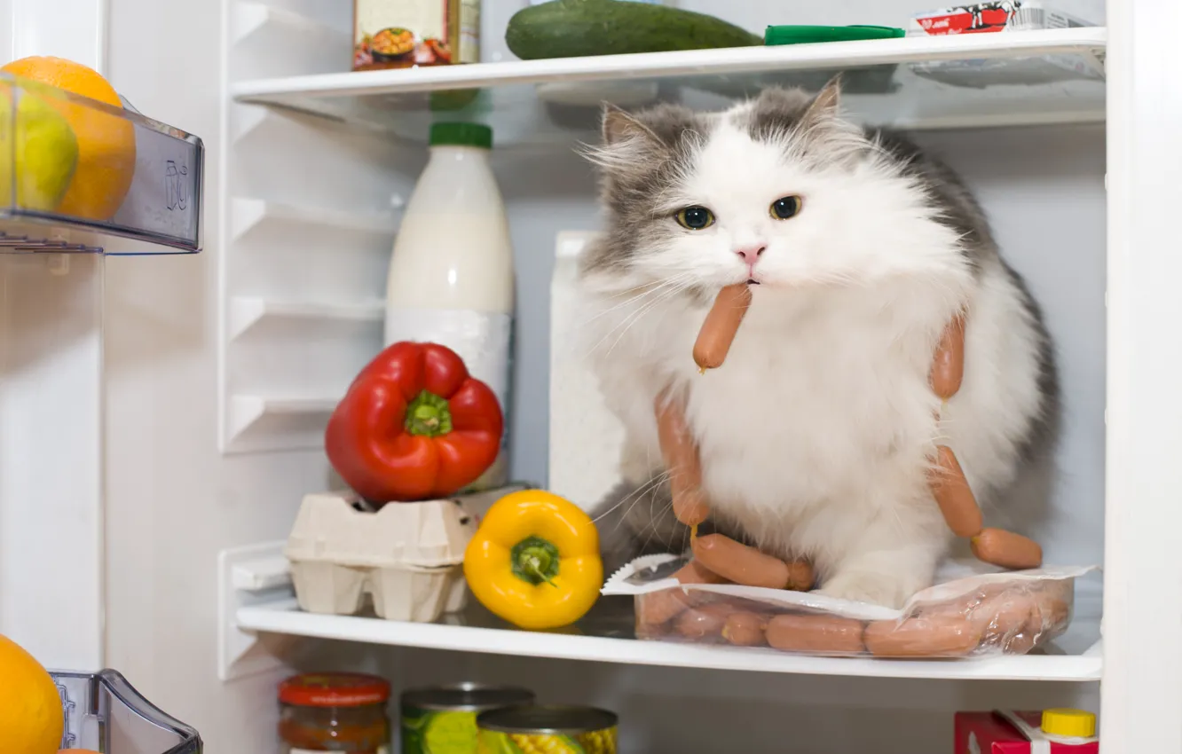 Photo wallpaper cat, cat, look, animal, sausage, pepper