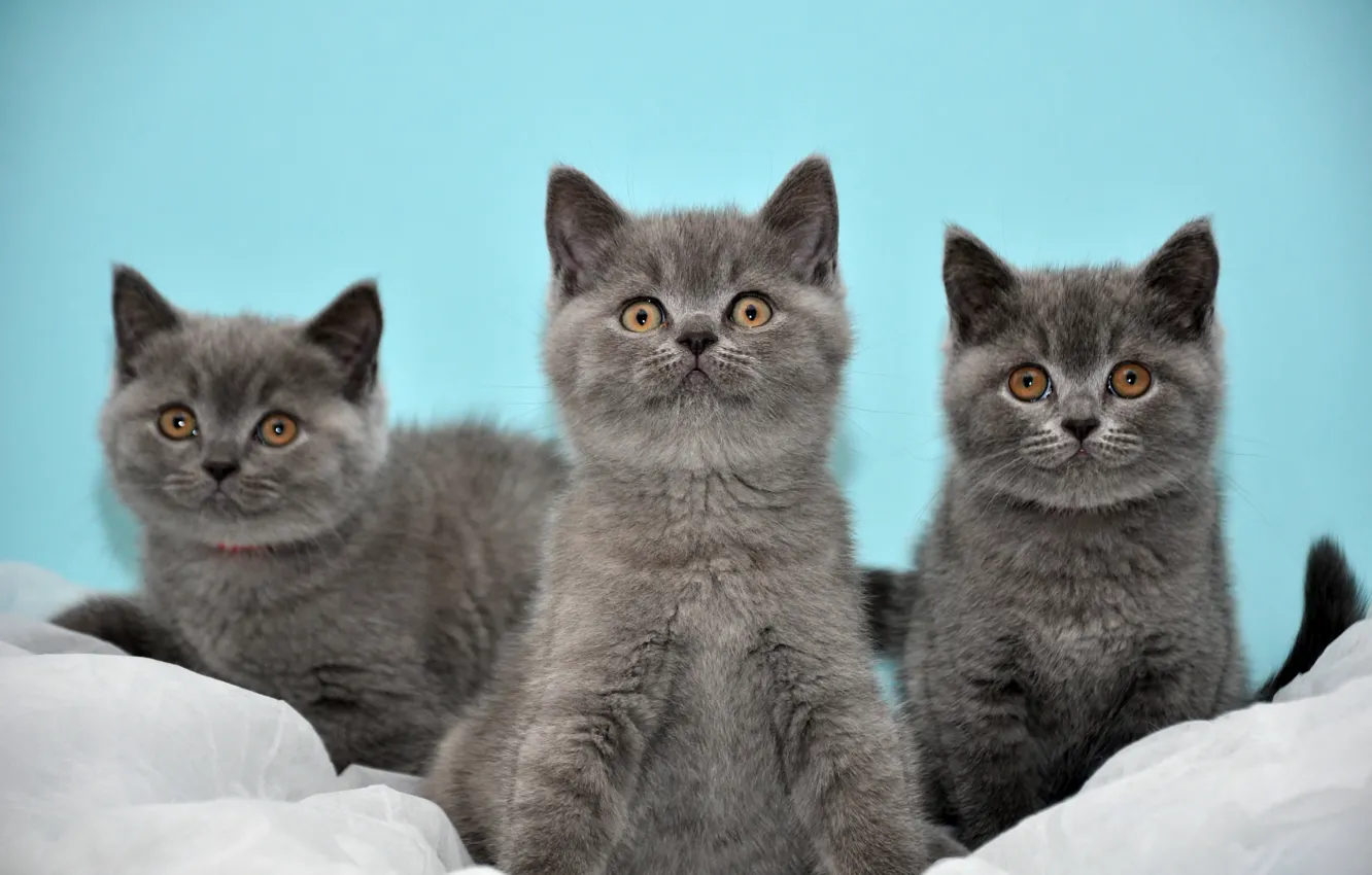 Photo wallpaper kittens, grey, three, Cats, British, turquoise background