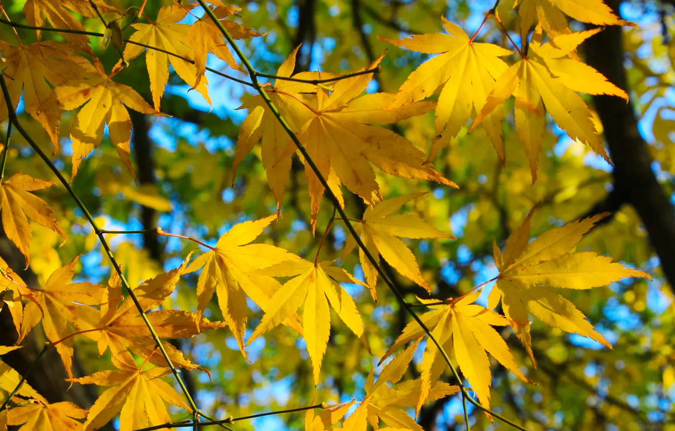 Photo wallpaper yellow, autumn, tree, leaf, fall