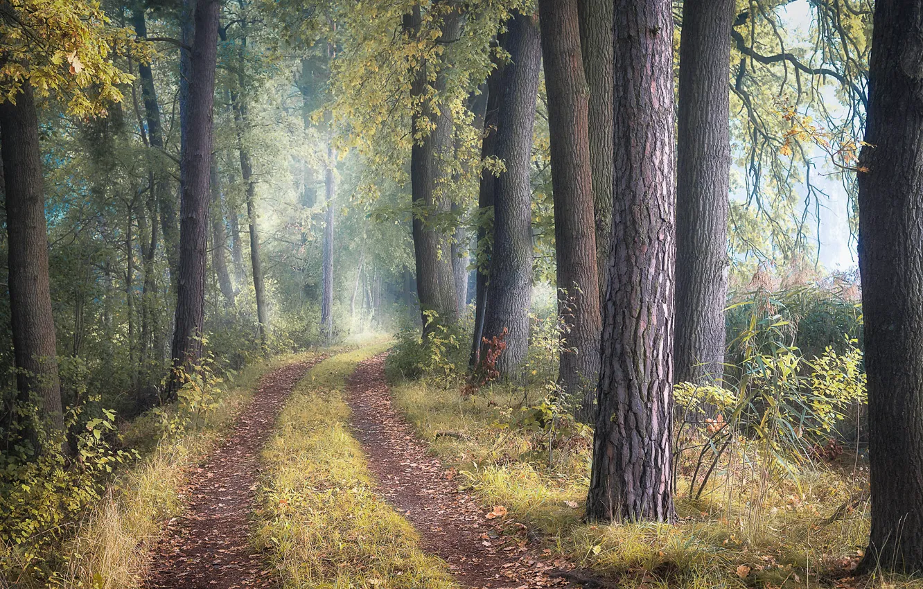 Photo wallpaper road, forest, trees, fog, foliage, haze, pine, oak