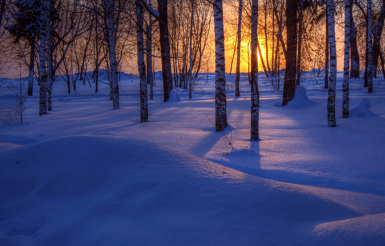 Photo wallpaper winter, forest, snow, trees, sunset