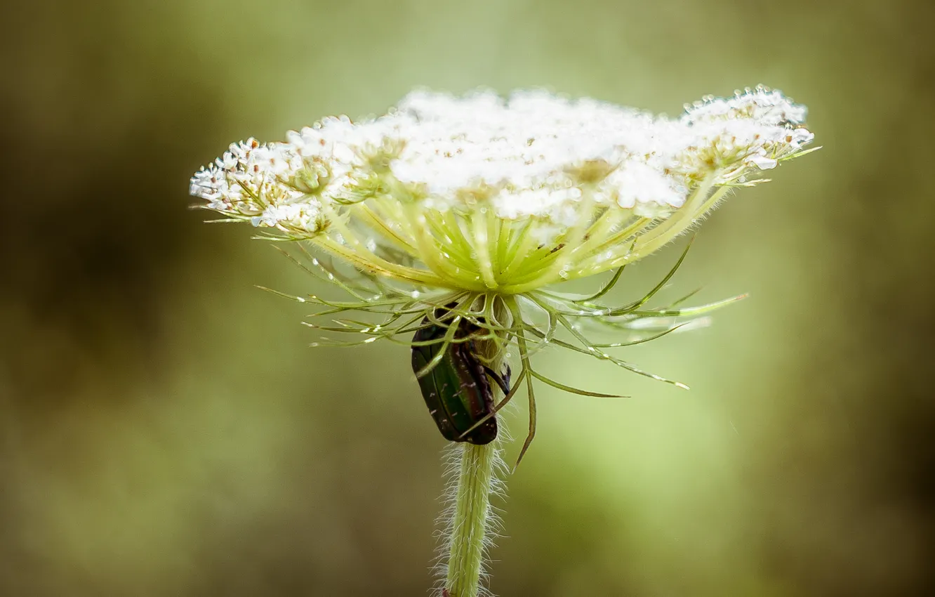 Photo wallpaper macro, Beetle, flora, mmd, Helios