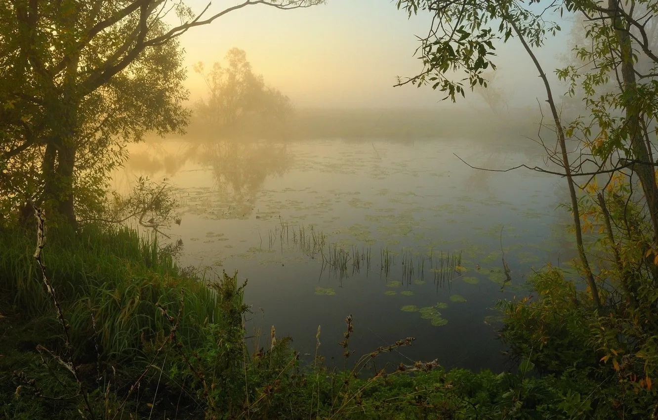Photo wallpaper forest, the sky, grass, clouds, trees, landscape, sunset, nature