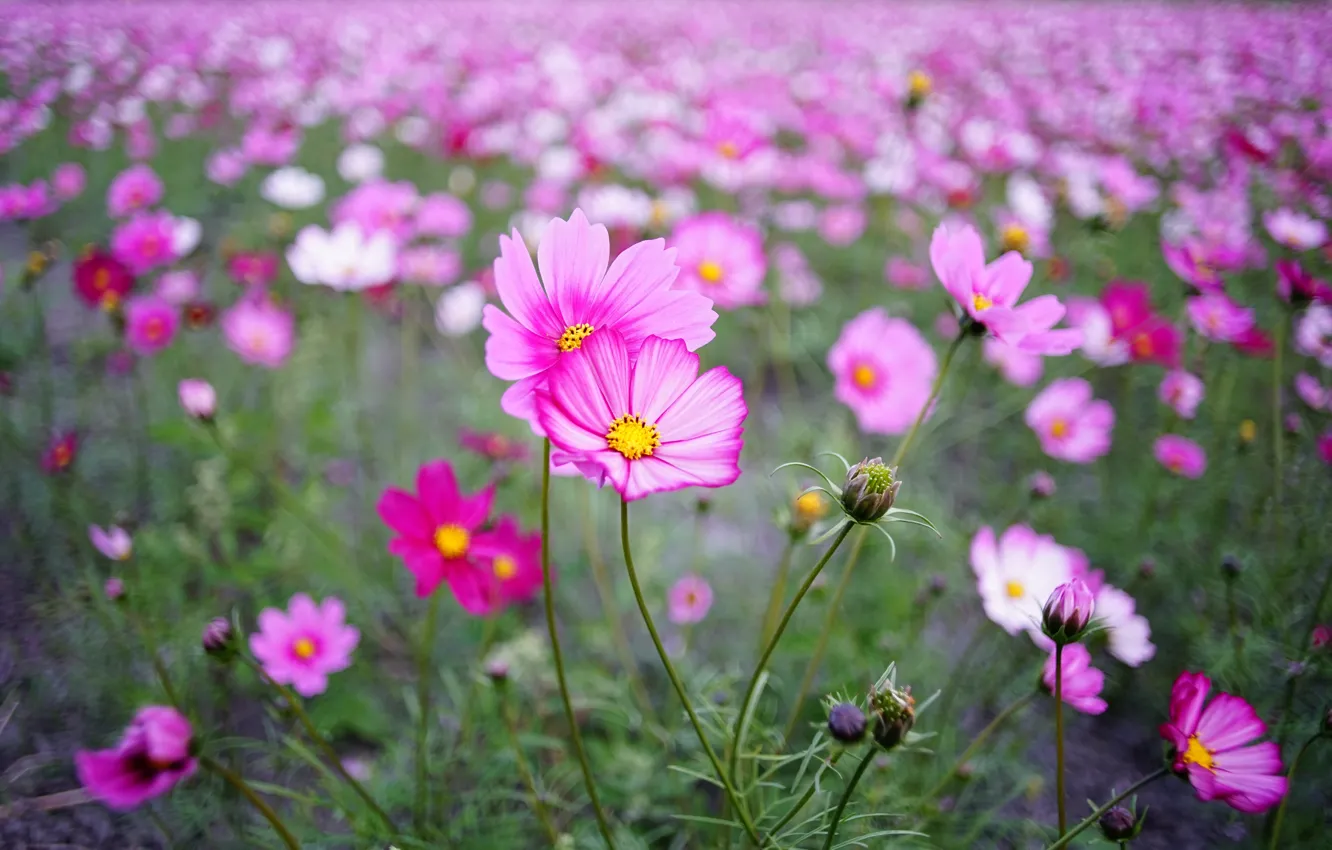 Photo wallpaper field, summer, space, flowers, background, glade, stem, meadow