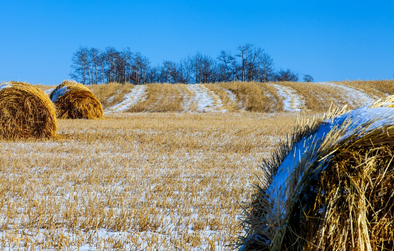 Photo wallpaper field, the sky, snow, trees, hills, straw