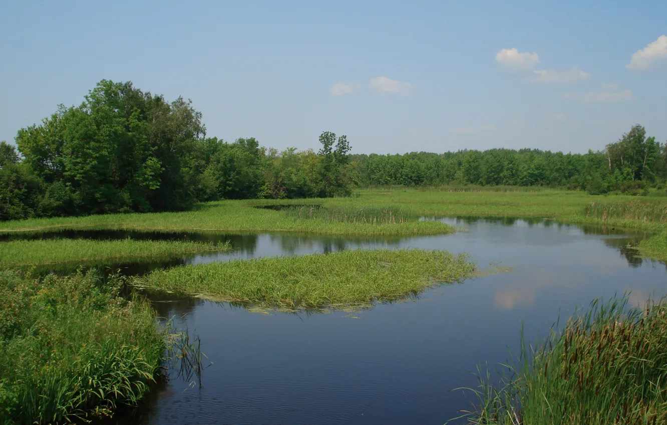 Photo wallpaper greens, summer, nature, pond, green, summer, nature, pond