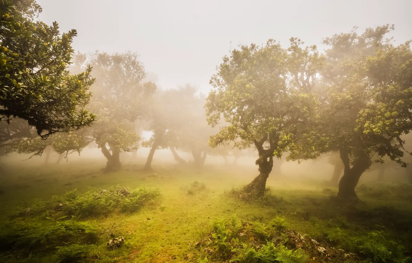 Photo wallpaper greens, trees, fog, Garden, olives