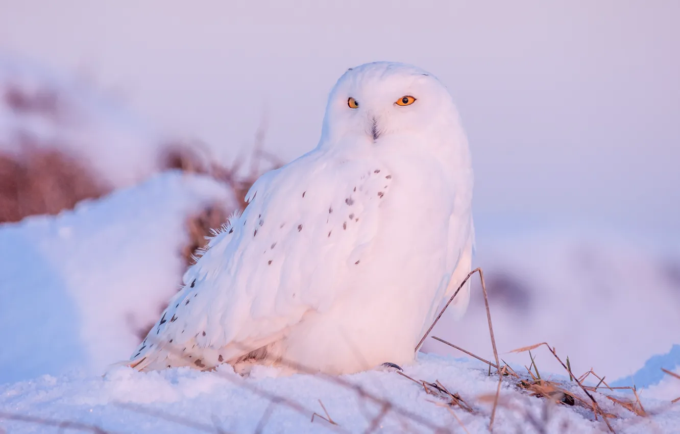 Photo wallpaper winter, white, look, light, snow, owl, bird, snowy owl