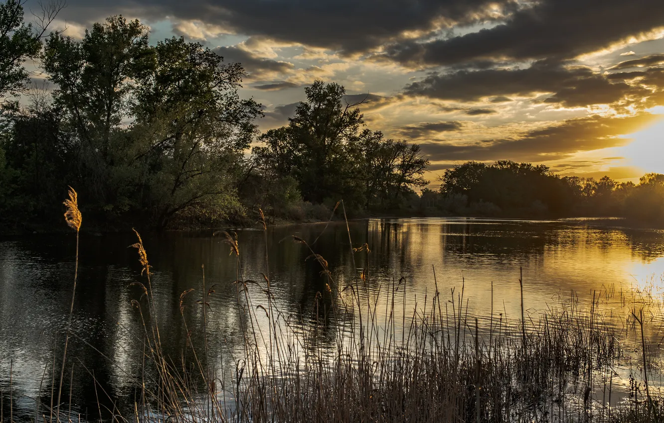 Photo wallpaper trees, sunset, water