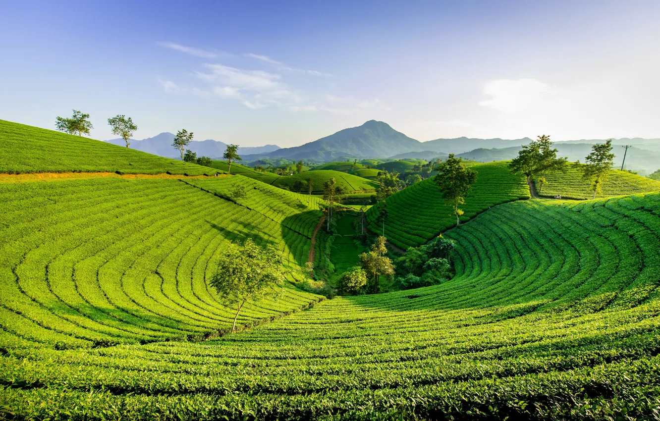 Photo wallpaper landscape, mountains, nature, hills, tea, Vietnam, plantation