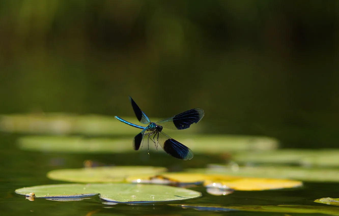 Photo wallpaper leaves, water, dragonfly, insect