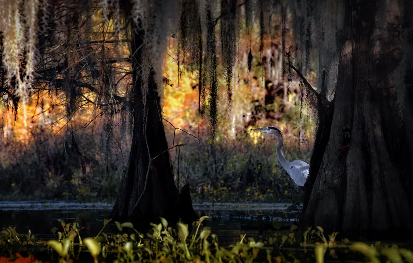 Photo wallpaper autumn, water, trees, nature, bird, swamp, USA, cypress