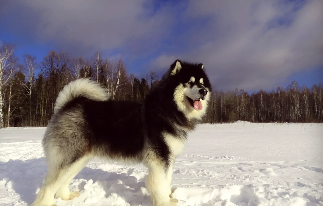 Photo wallpaper winter, snow, dog, Alaskan Malamute, Yakut Malamutes, Snow Carrousel Jackpot, Malamute Yakut, Northern sled dog