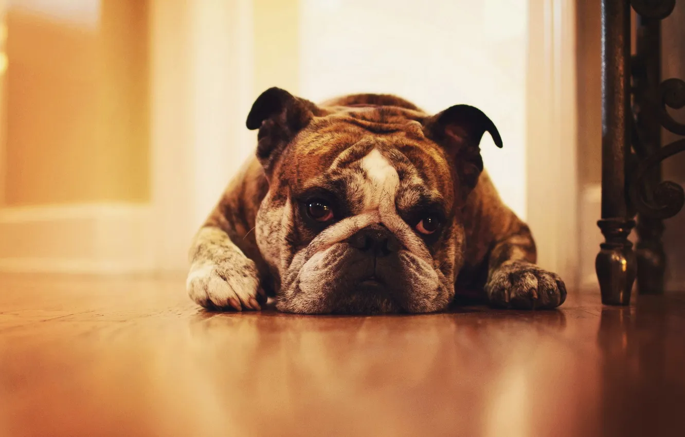Photo wallpaper each, dog, Bulldog