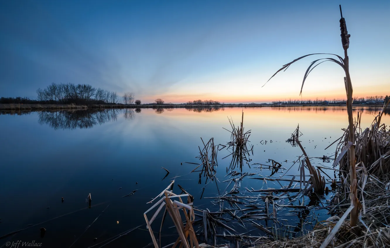 Photo wallpaper water, reed, Jeff Wallace