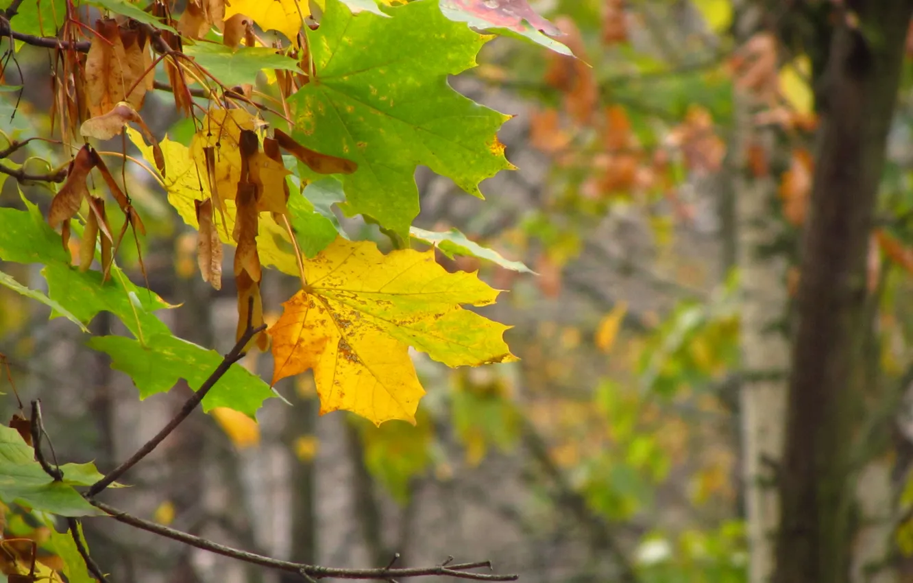 Photo wallpaper trees, maple, birch