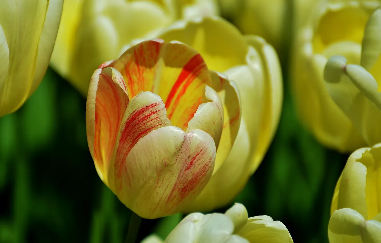 Photo wallpaper macro, Bud, tulips