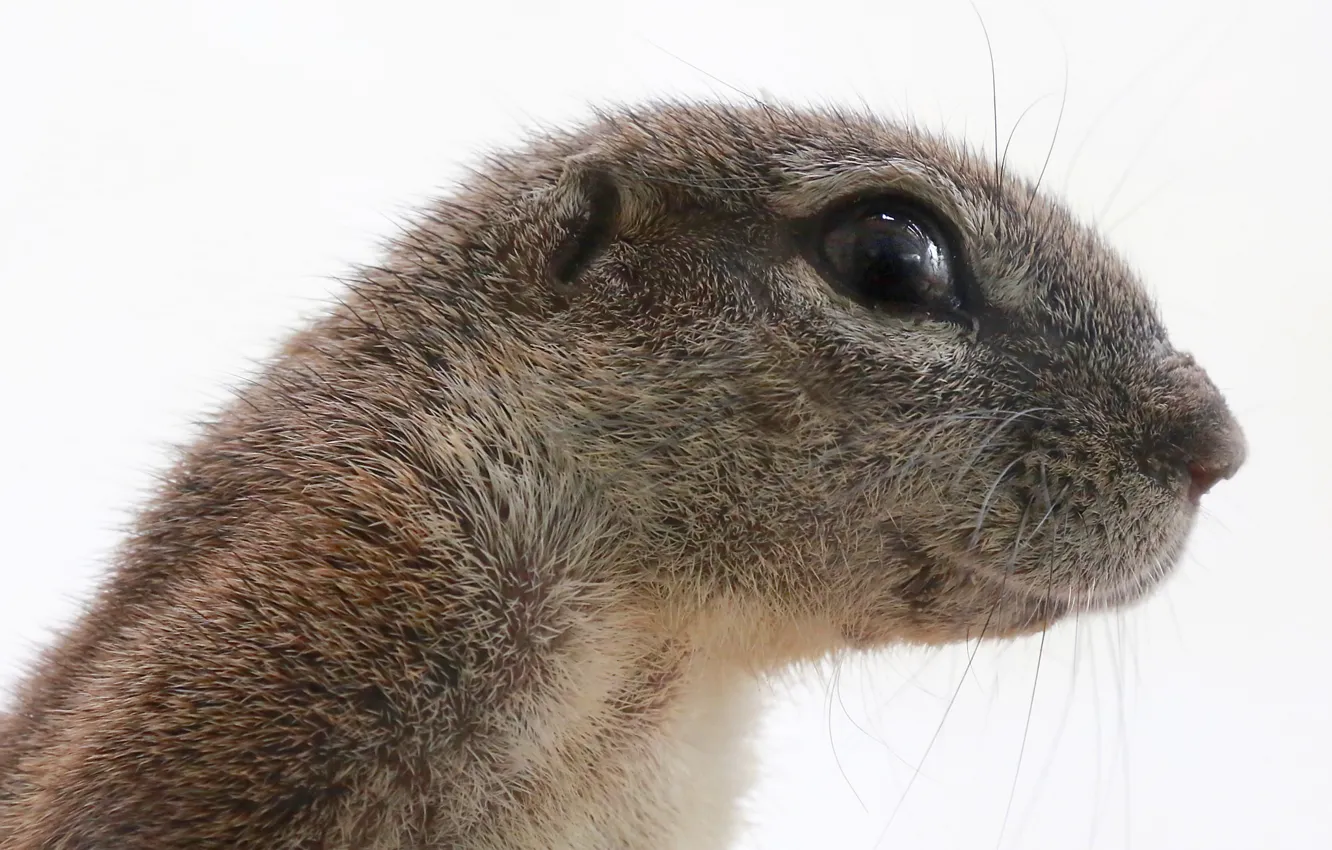 Photo wallpaper nature, background, protein