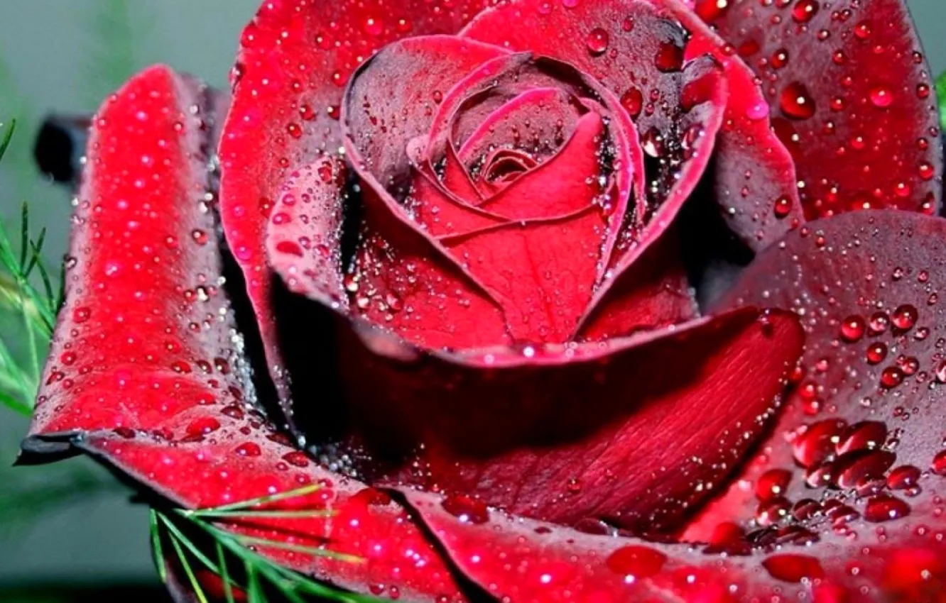 Photo wallpaper flower, water, drops, Rosa, rose, petals, Bud