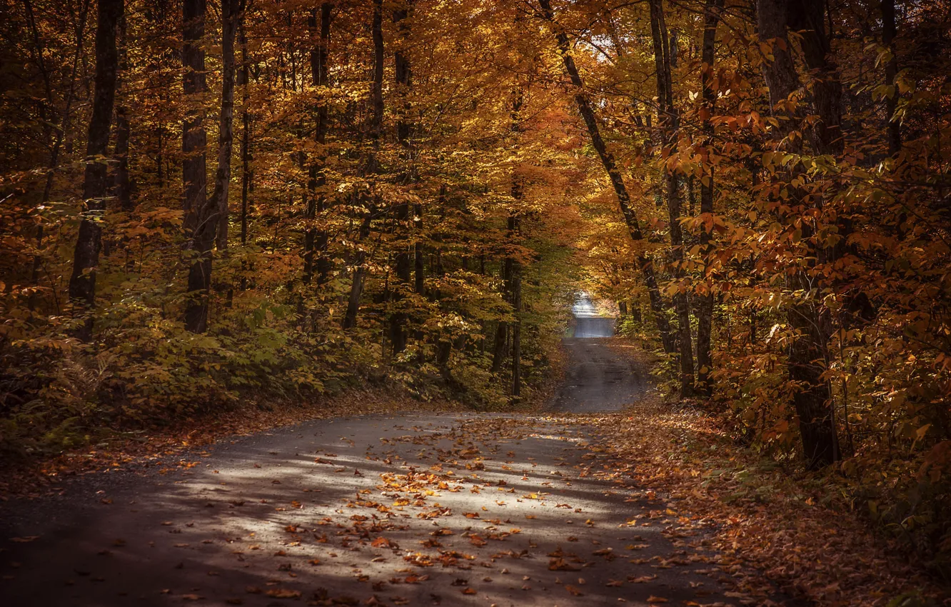 Photo wallpaper road, autumn, forest