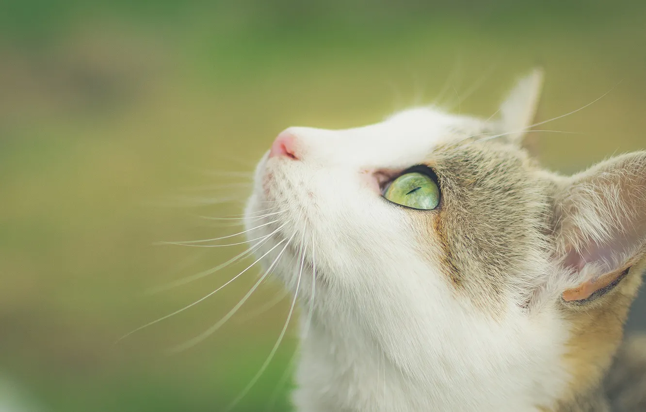 Photo wallpaper cat, look, background, muzzle