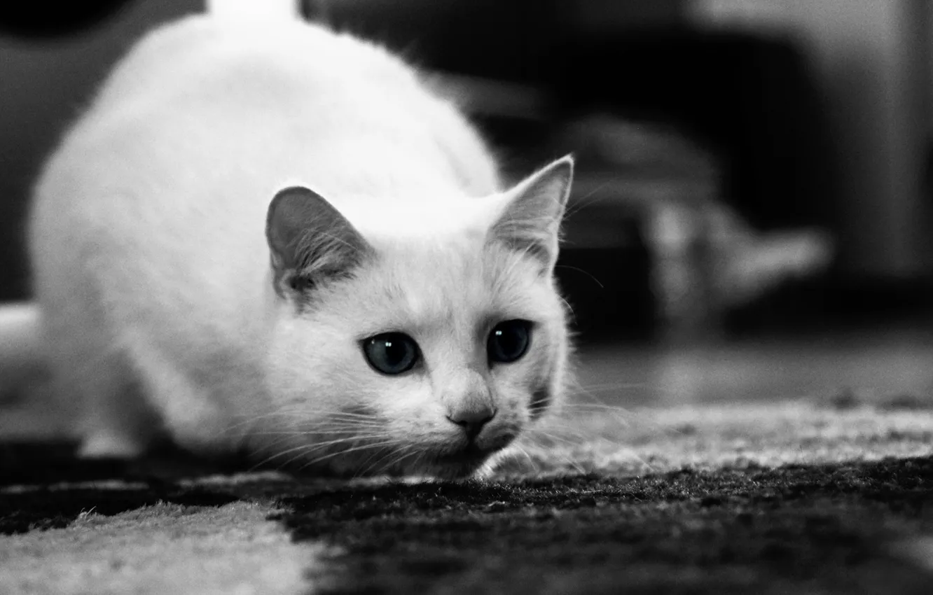 Photo wallpaper eyes, cat, kitty, black and white, muzzle, ears, curiosity