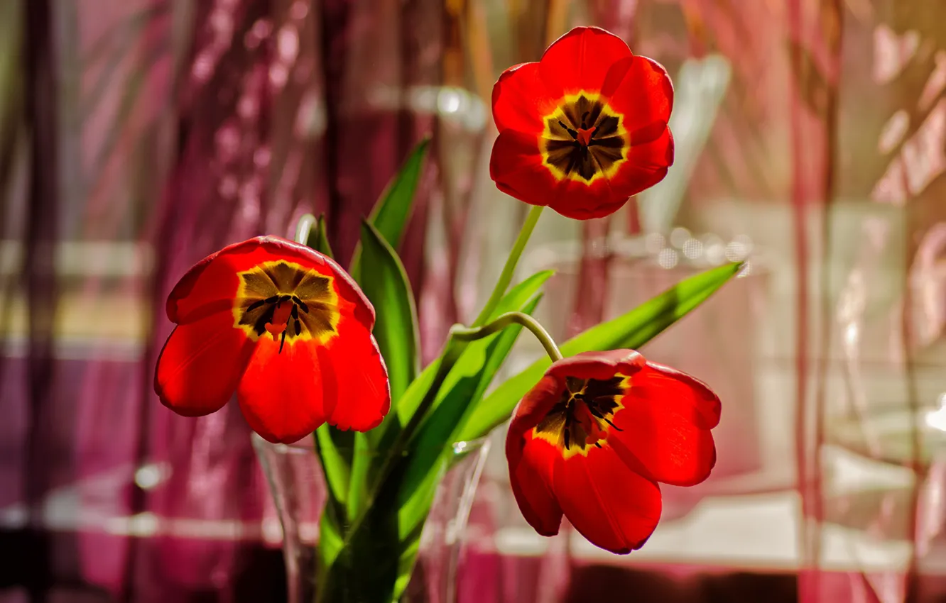 Photo wallpaper petals, tulips, vase, trio, bokeh, red tulips