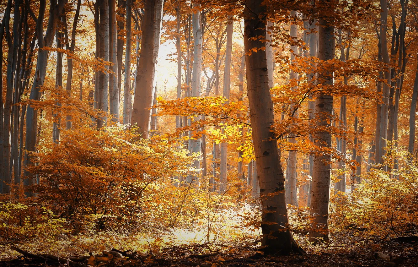 Photo wallpaper autumn, forest, nature
