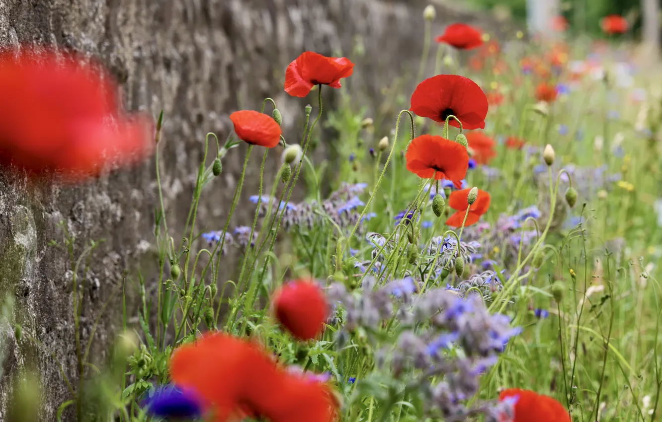 Photo wallpaper greens, summer, flowers, red, the fence, Maki, garden