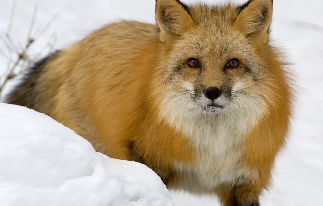 Photo wallpaper winter, snow, Fox