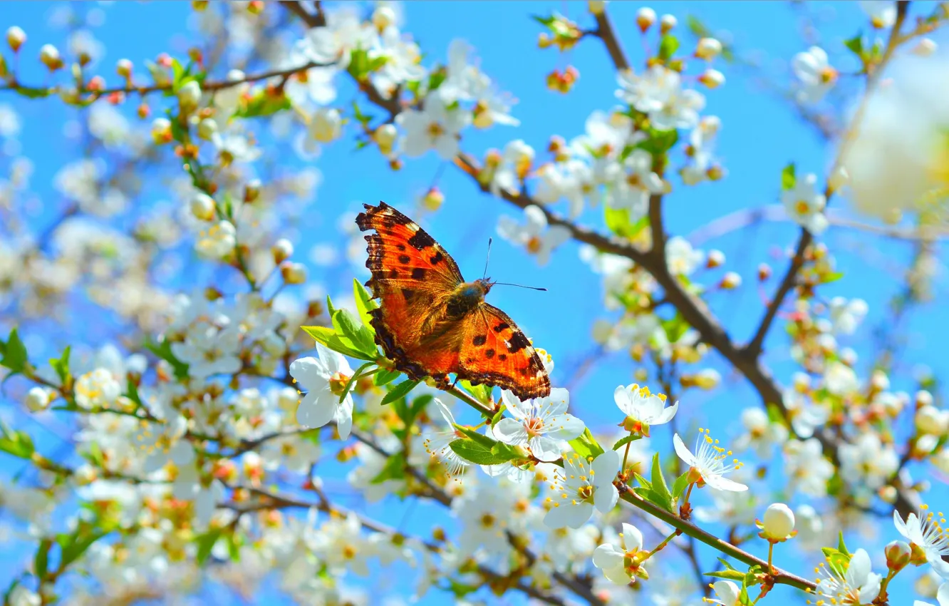 Photo wallpaper Macro, Spring, Butterfly, Spring, Flowering, Macro, Butterfly, Flowering