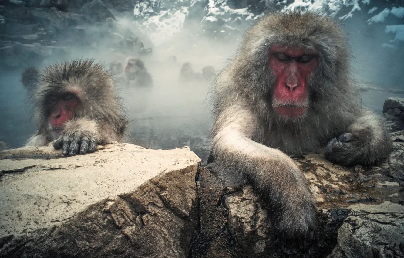 Photo wallpaper mountains, stones, wool, couples, monkey, Japanese macaques