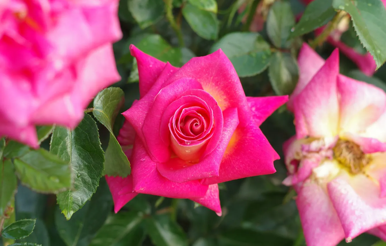 Photo wallpaper buds, roses, flowering, flowers