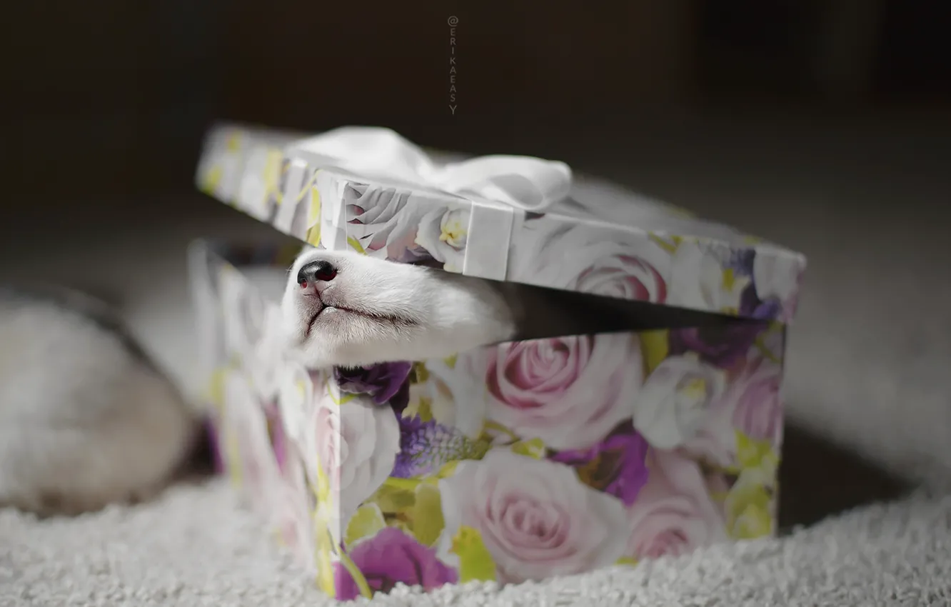 Photo wallpaper box, gift, dog, puppy