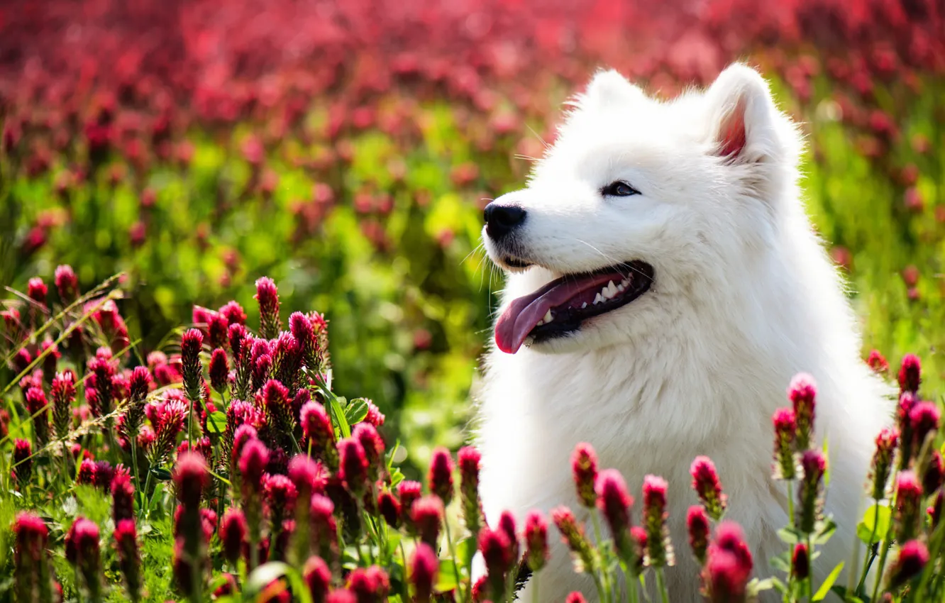 Photo wallpaper flowers, dog, Samoyed