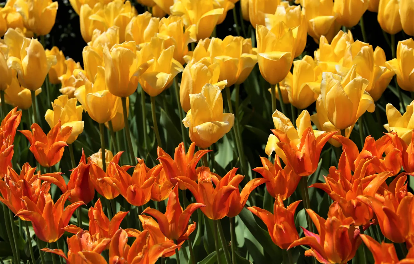 Photo wallpaper tulips, orange, yellow