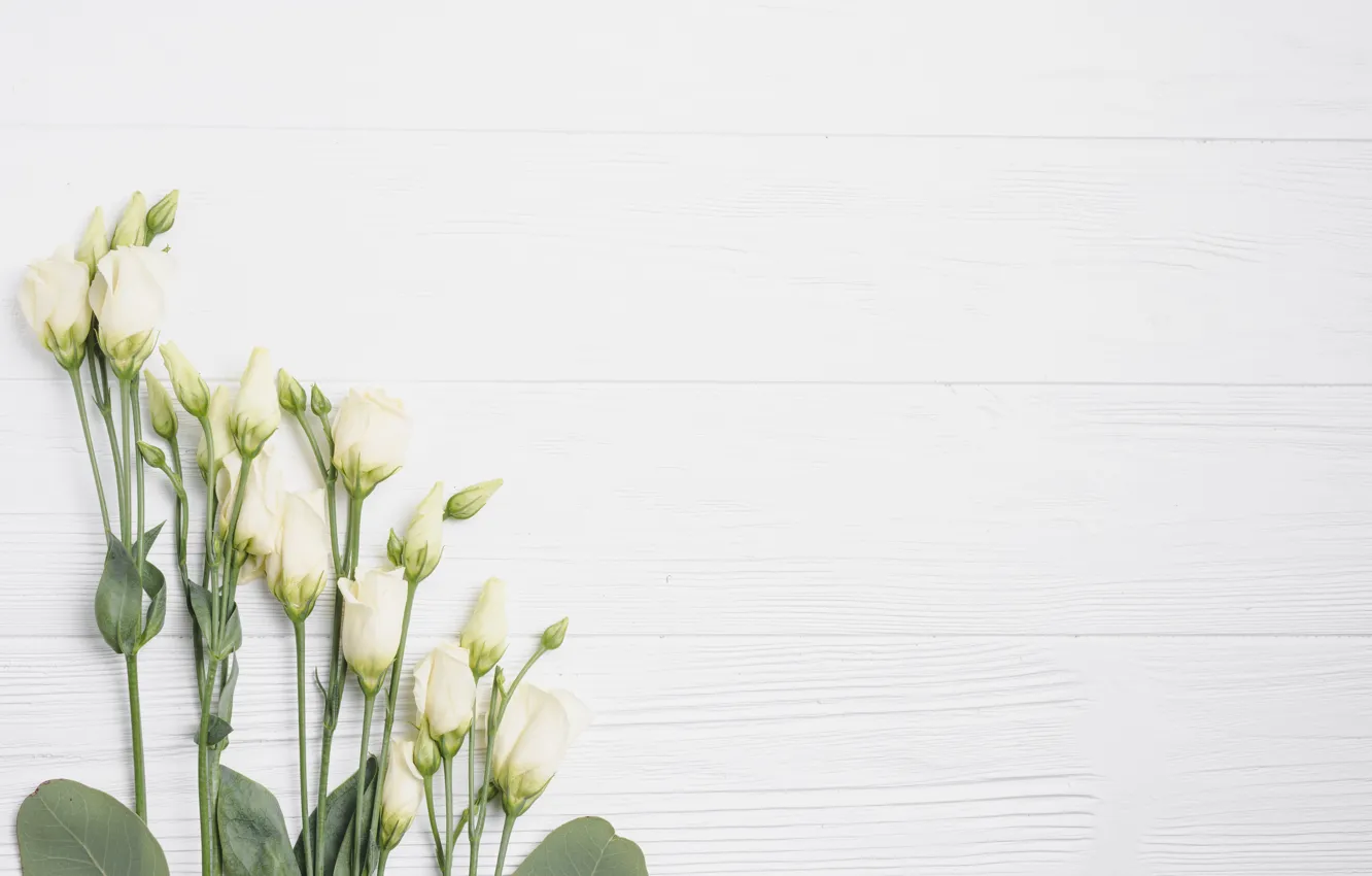 Photo wallpaper Flowers, White background, Eustoma
