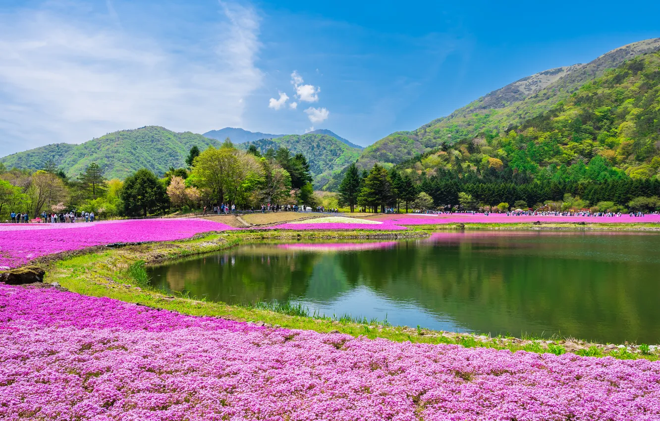 Photo wallpaper field, flowers, mountains, hills, Asia